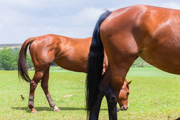 Konie dwa streszczenie na zewnątrz — Zdjęcie stockowe