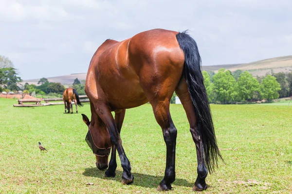 Horses Two Field Outdoors — Stock Photo, Image