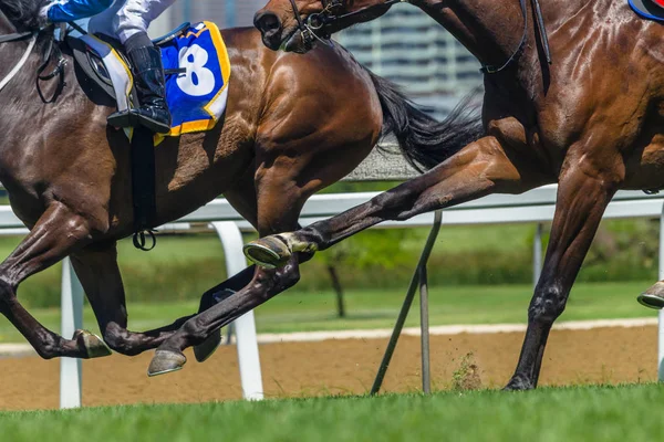 Horse Racing Action Hoofs Legs Heads — Stock Photo, Image