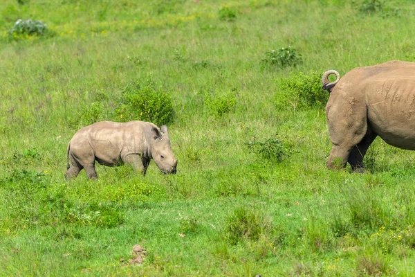 Rhino tele wildlife zvířata — Stock fotografie