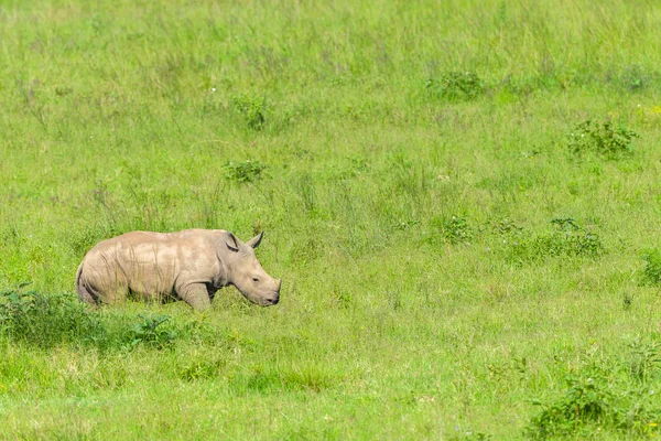 Rhino buzağı vahşi hayvanlar — Stok fotoğraf