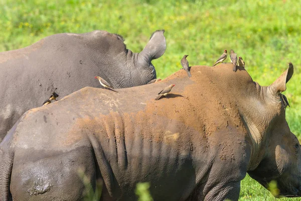 Rhinos Ox Pecker Birds Animais selvagens — Fotografia de Stock