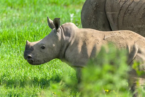 Rhinocéros Veau Animaux sauvages — Photo