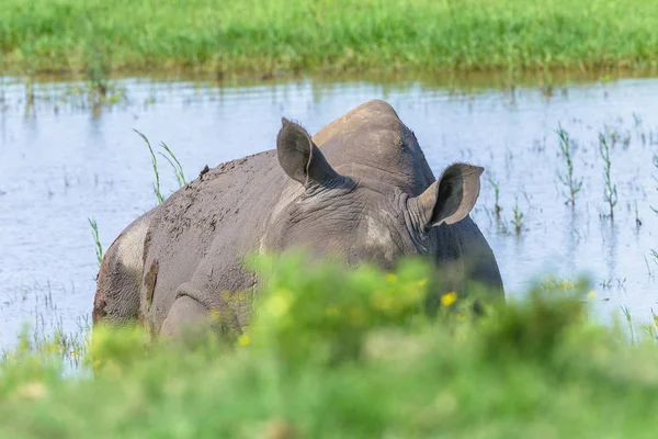 Rinoceronte Orelhas Alerta Animais selvagens — Fotografia de Stock
