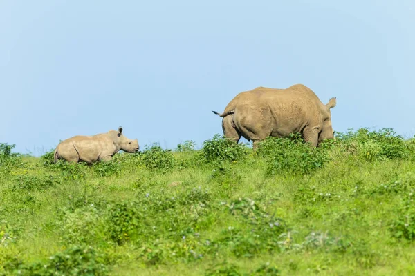 Rhino tele wildlife zvířata — Stock fotografie