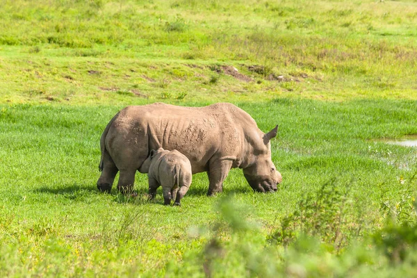 Rhino tele wildlife zvířata — Stock fotografie