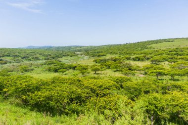 Yaban hayatı vahşi ağaçlar manzara