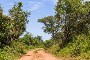 Vahşi doğada yabani hayvanlar ve bitkiler toprak yol 