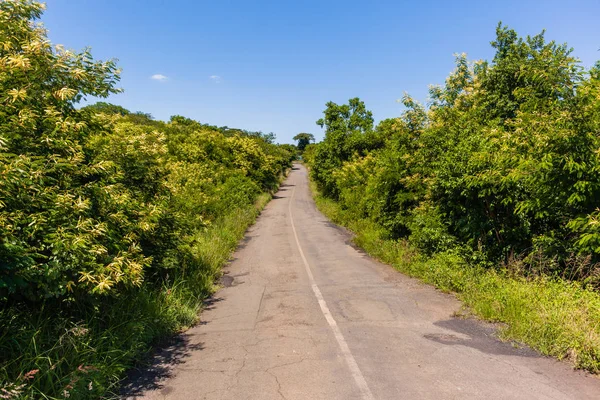 Alberi di Bush spessi della strada — Foto Stock