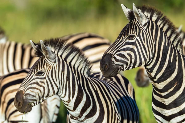 Zebras Fauna Selvatica Primo piano — Foto Stock