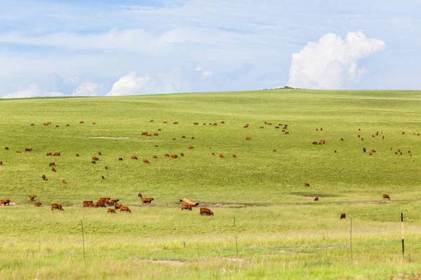 Paisaje de la agricultura ganadera — Foto de Stock