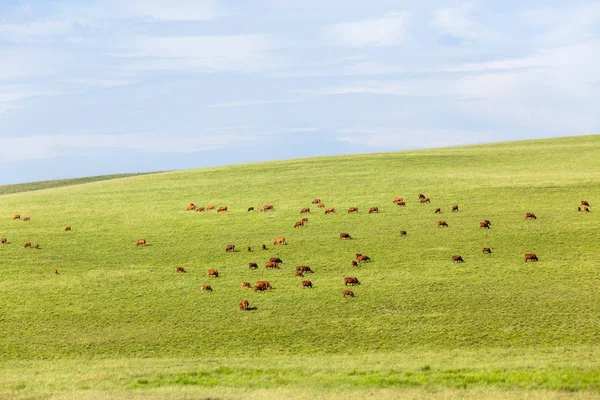 Βόειο κρέας βοοειδών αγροτικό τοπίο — Φωτογραφία Αρχείου