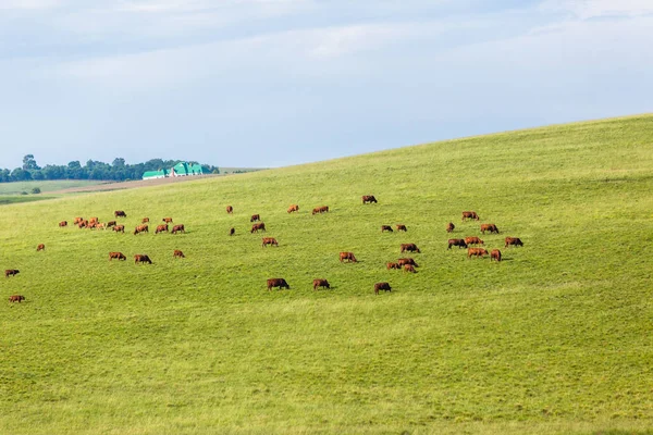 Animais de Gado Paisagem Agrícola — Fotografia de Stock