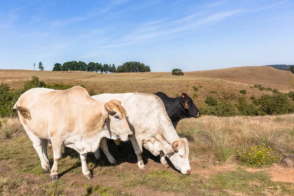 Djur som nötkreatur nötkött jordbruk — Stockfoto