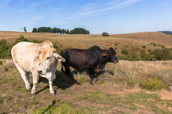 Разведение крупного рогатого скота — стоковое фото