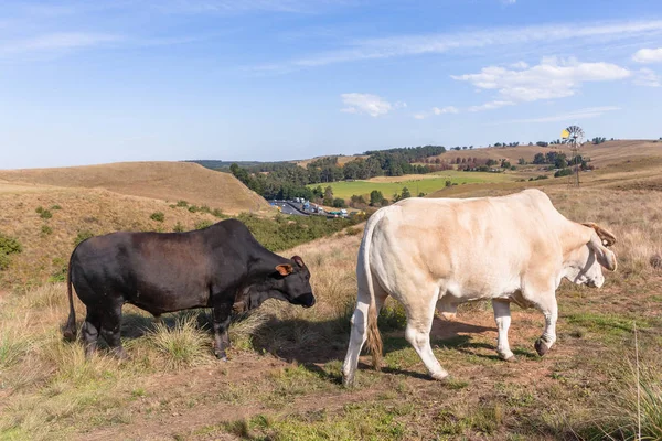 Animales Ganadería Carne de vacuno — Foto de Stock