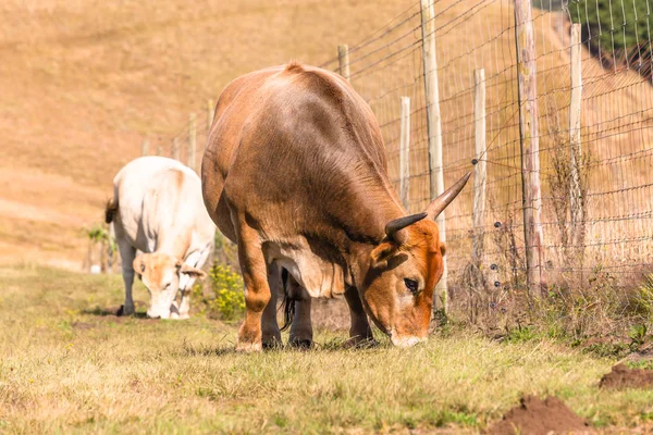 Animali Carni bovine Allevamento — Foto Stock