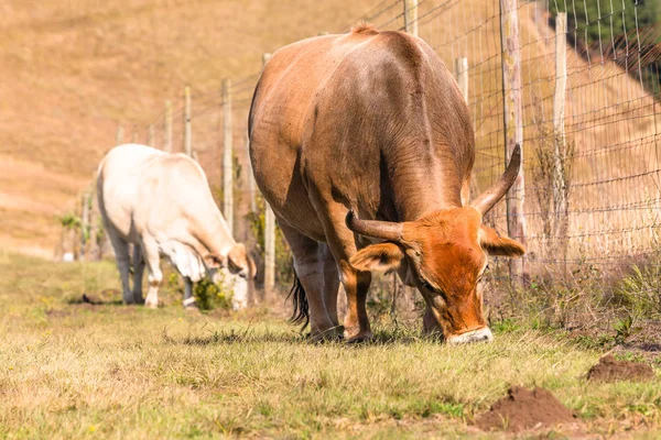 動物牛牛農業 — ストック写真