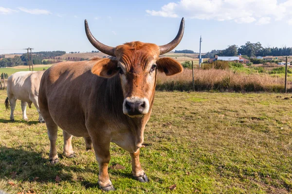 Dieren-runderen rundvlees landbouw — Stockfoto