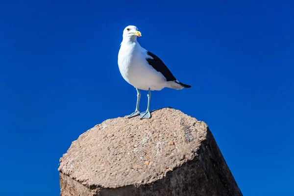 Pájaro gaviota encaramado primer plano cielo azul — Foto de Stock