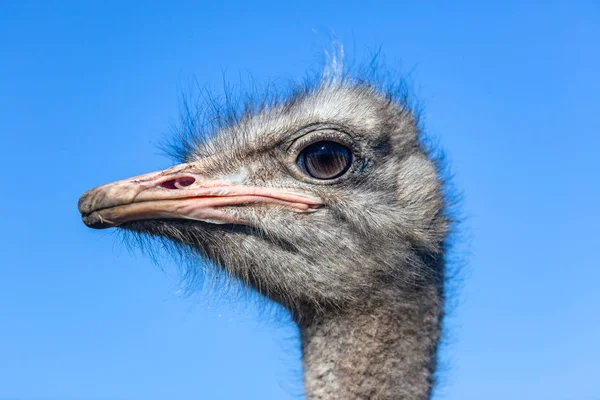 Ostrich Bird Head Eyes Beak Closeup Portrait — Stock Photo, Image