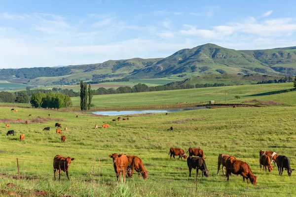 Tierras agrícolas Montañas Ganado Animales Verano — Foto de Stock