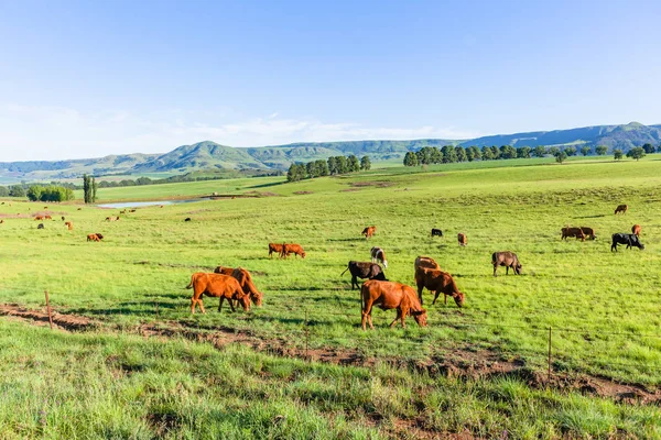 Terras agrícolas Montanhas Gado Animais Verão — Fotografia de Stock