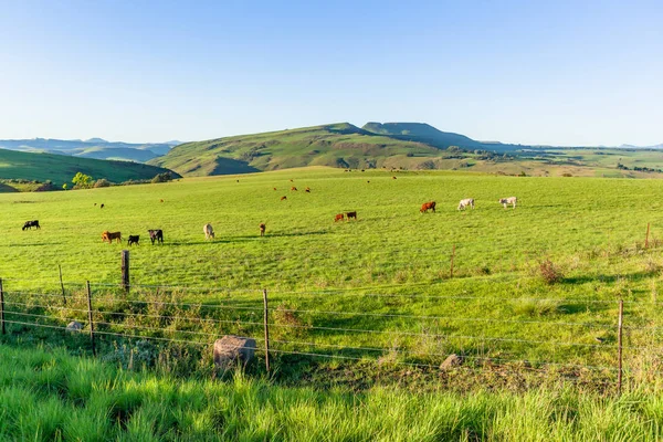 Mezőgazdasági területek Hegyek Szarvasmarhafélék Nyár — Stock Fotó