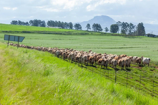 Cows Walking Rear Farm Field Summer — Stock Photo, Image