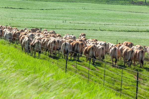 Kor promenader bakgård fält sommar — Stockfoto