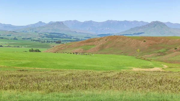 Summer Mountains Farm Cattle Landscape — ストック写真