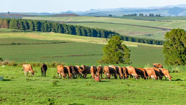 Terres agricoles Montagnes Bovins Animaux Été — Photo