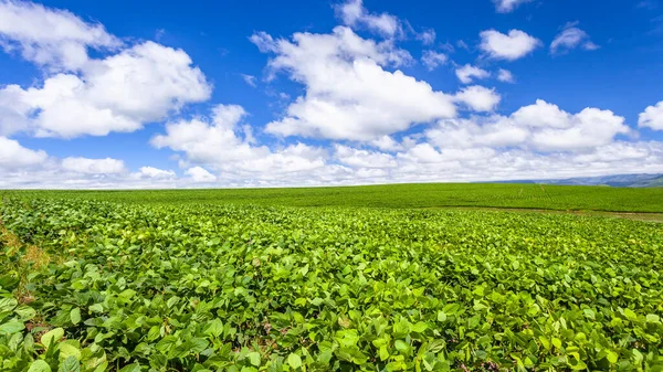 Farm Green Crops Growing Large Fields Sloping Hills Blue Sky — Stock Photo, Image