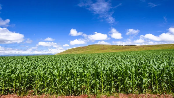 Farm Green Maize Corn Crops Growing Large Fields Sloping Hills — Stock Photo, Image