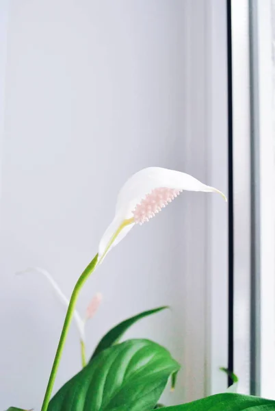 White flower in my flat