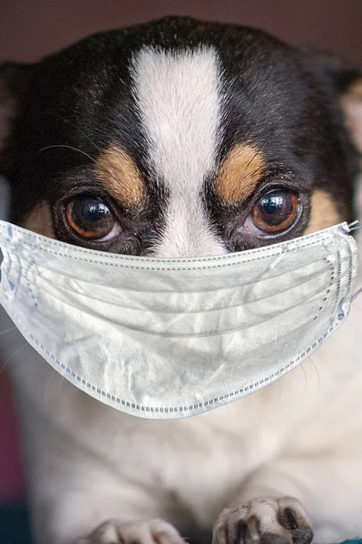 Chihuahua dog head with medical mask, closeup.