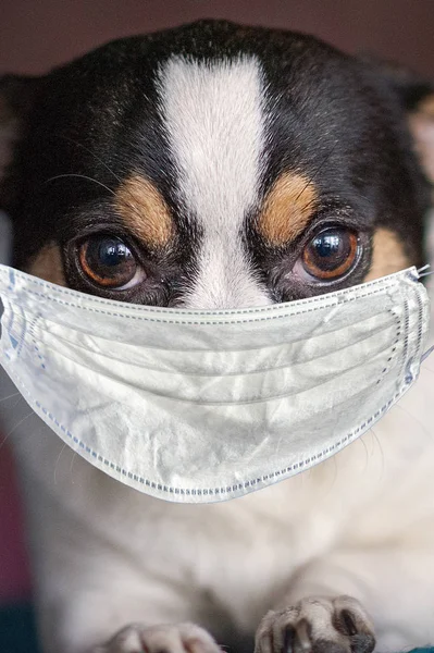 Chihuahua Dog Head Medical Mask Closeup Stock Photo