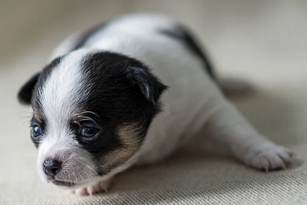 Новорожденный Щенок Собаки Чихуахуа Портрет Крупным Планом Избирательный Фокус — стоковое фото