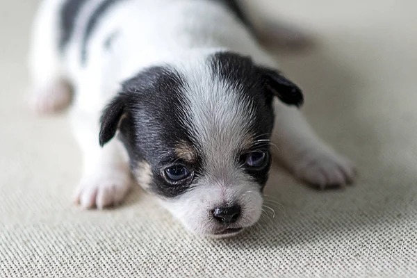 Pasgeboren Pup Van Een Hond Van Het Chihuahua Ras Close — Stockfoto