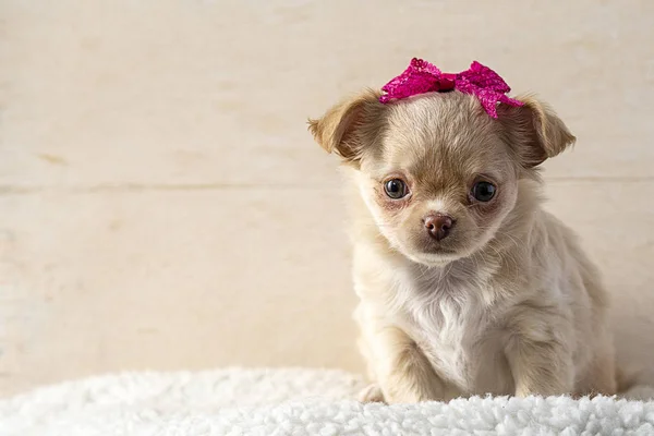 Filhote Cachorro Chihuahua Bege Bonito Está Sentado Com Arco Vermelho — Fotografia de Stock