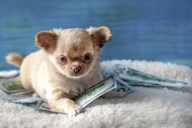 Küçük köpek yavrusu dolarların üzerinde yatıyor. Seçici odak.