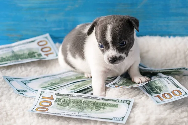 Little Puppy Lies Dollars Selective Focus Royalty Free Stock Images