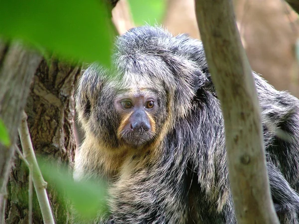 Macaco Zoológico — Fotografia de Stock