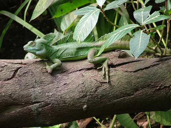 Lagarto Verde Árbol —  Fotos de Stock