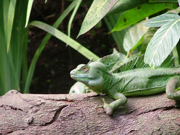 Grüner Leguan Auf Dem Baum — Stockfoto