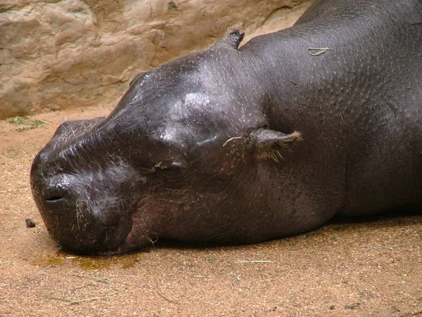 Hippopotame Animal Hippopotame Sauvage — Photo