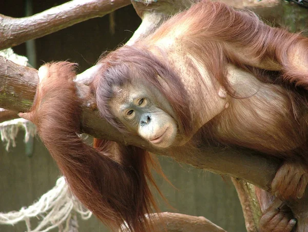 Orang Utan Affe Affentier — Stockfoto