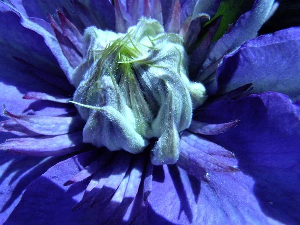 Clematis Violet Pétales Fleurs — Photo