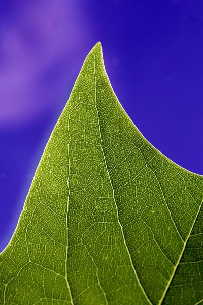 Mooi Botanisch Schot Natuurlijk Behang — Stockfoto