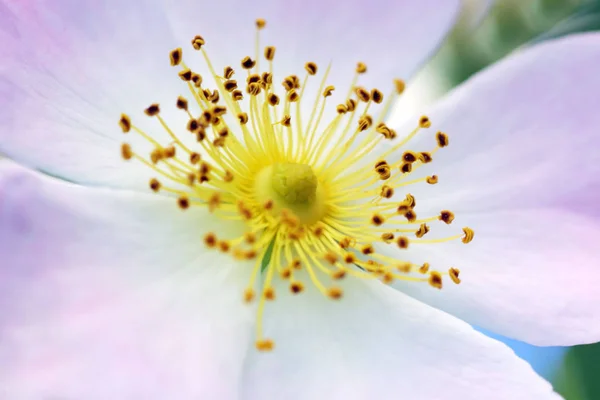 Bloom Flowers Floral Background — Stock Photo, Image